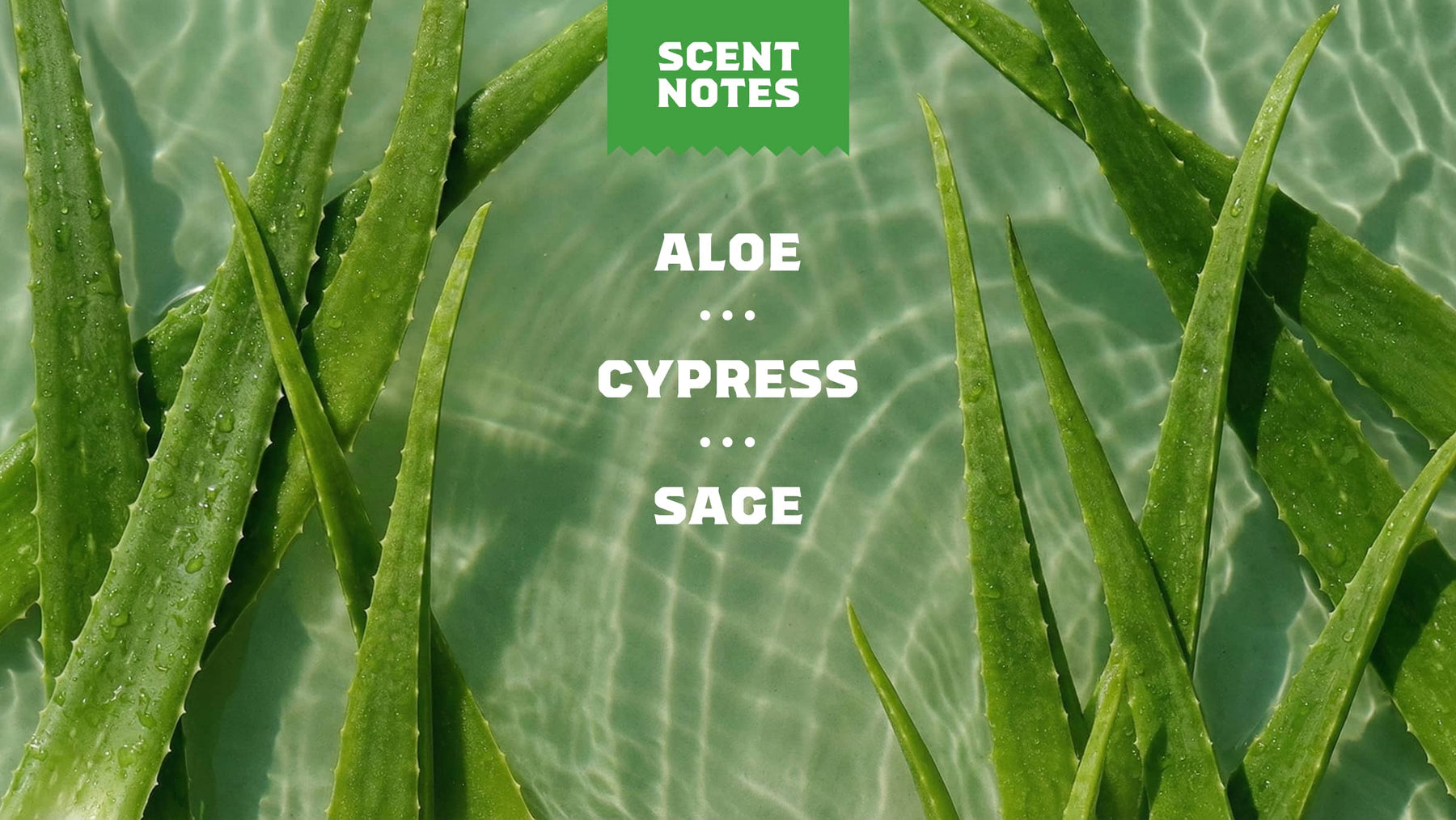 Cool Fresh Aloe Shampoo - Full Clean