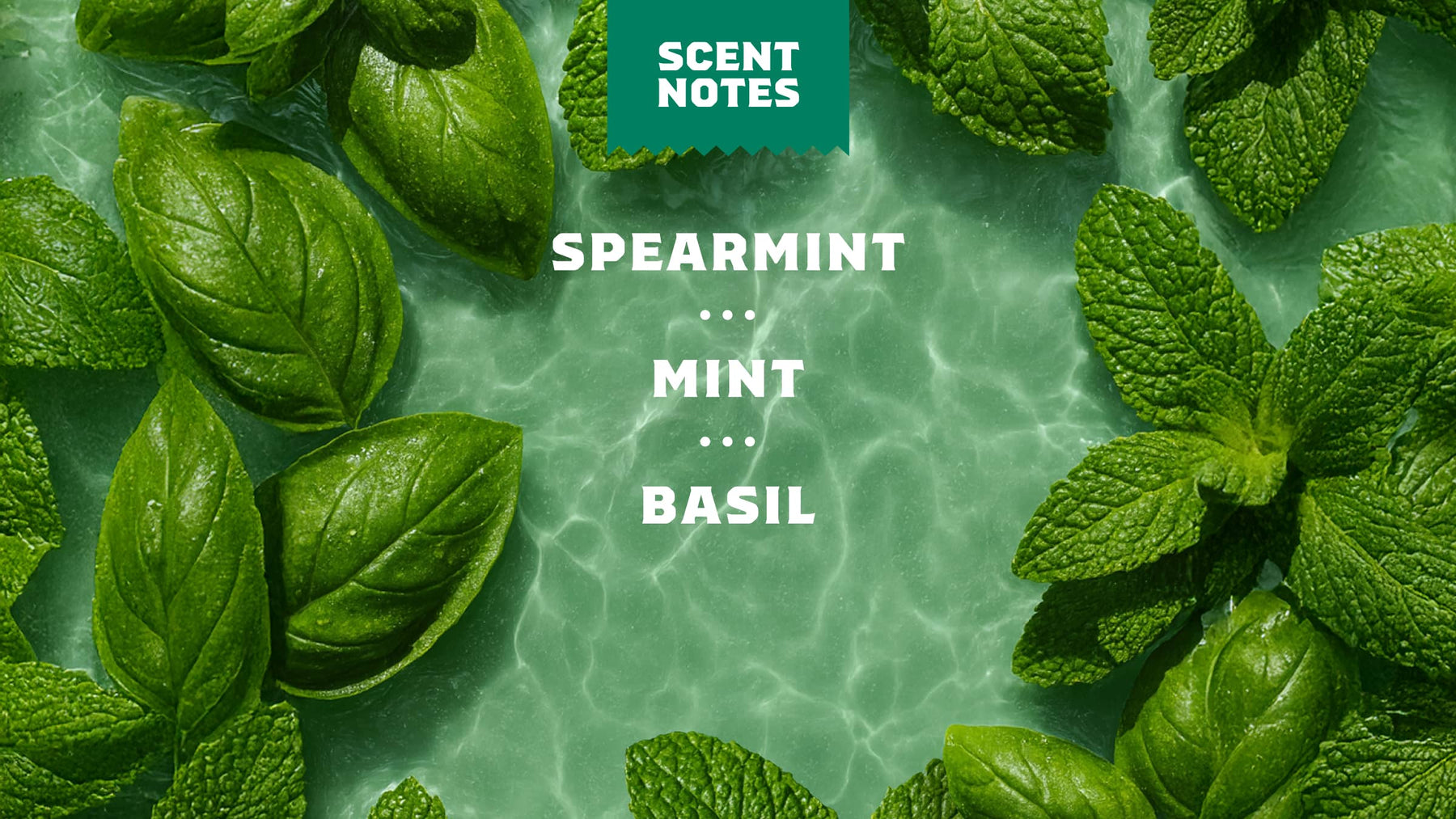 Spearmint Basil - Modern Outdoor Start