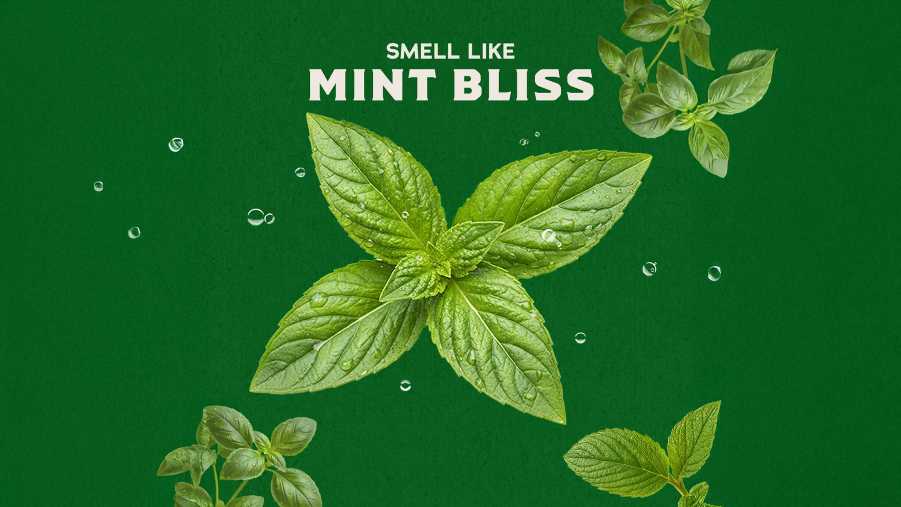 Spearmint Basil - Modern Outdoor Start